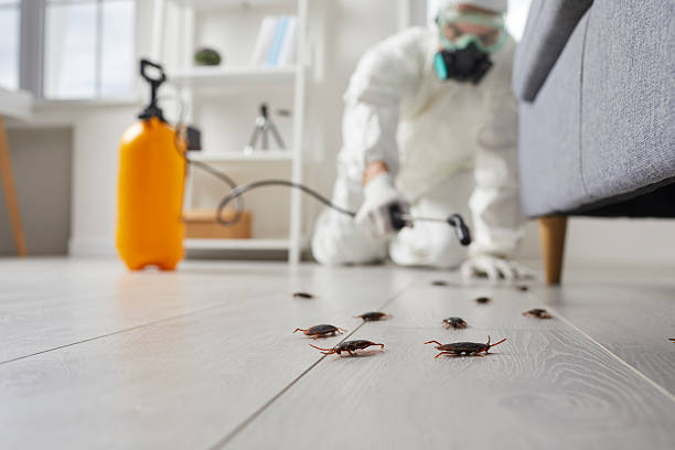 Trusted Cockroach Control service in Wichita Falls, TX - Nex Pest Control